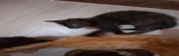Mixed Breed cats for sale: Lovely kittens - Advert 5