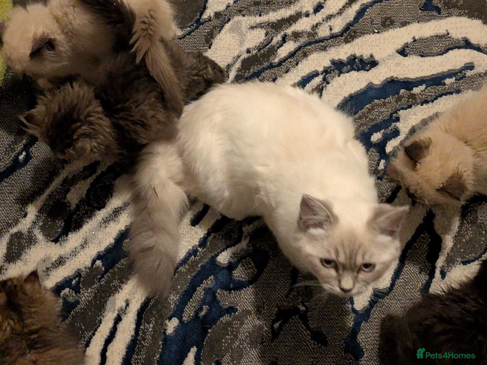 Siberian cats Pure Siberian kittens for sale - Advert 1