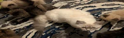 Siberian cats for sale: Pure Siberian kittens for sale - Advert 1