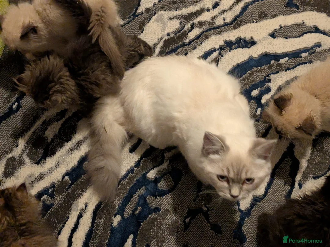 Siberian cats for sale: Pure Siberian kittens for sale - Advert 1