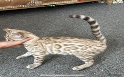 Bengal cats for sale: Snow bengal kitten /male - Image 10