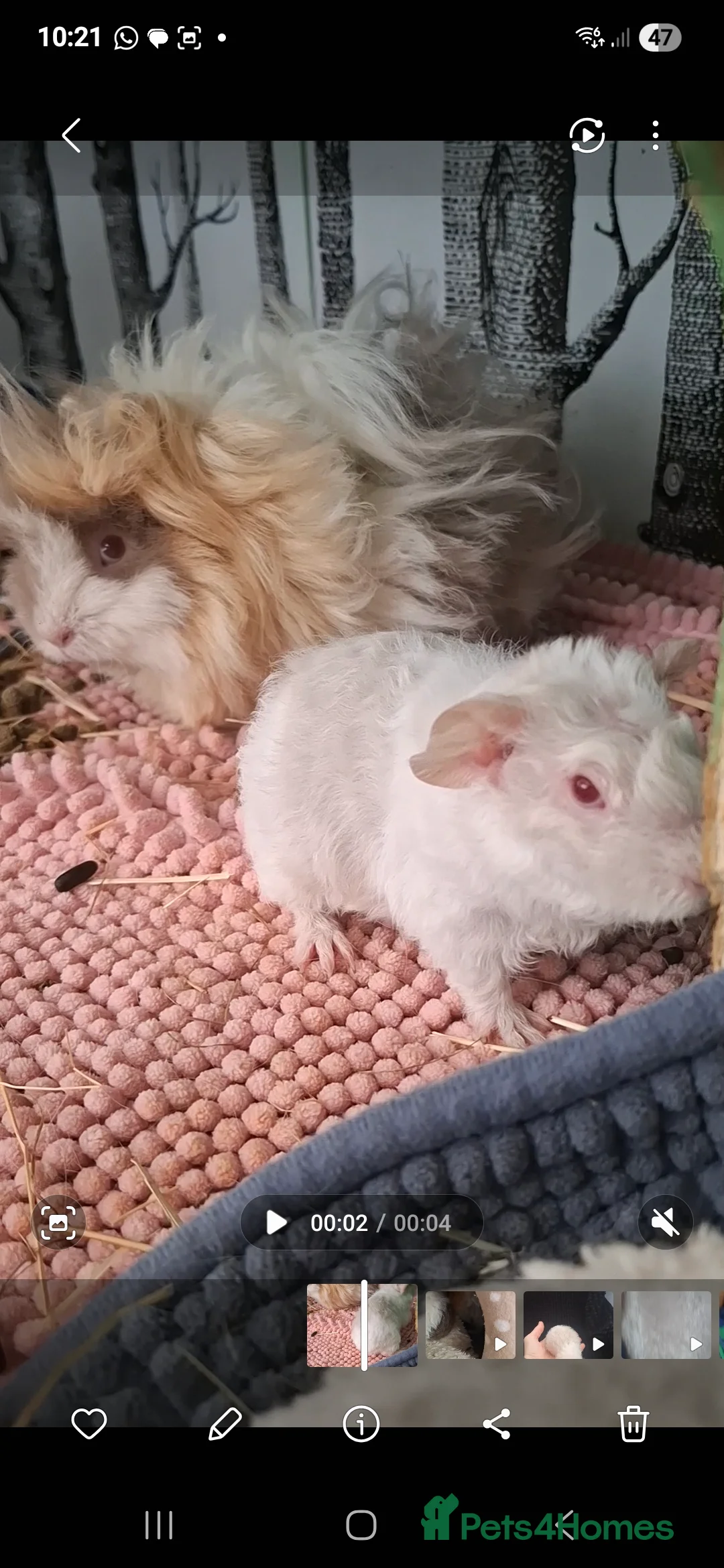 Guinea Pig rodents for sale: SOLD.    Single young female sow guinea pig  - Advert 11