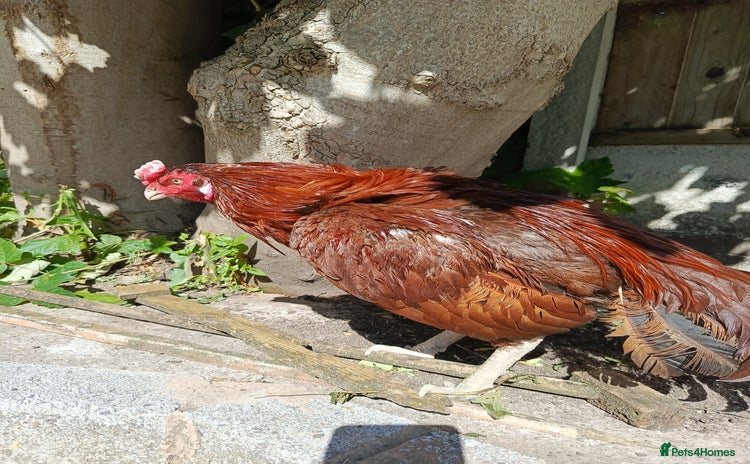 Chickens poultry - Advert 13