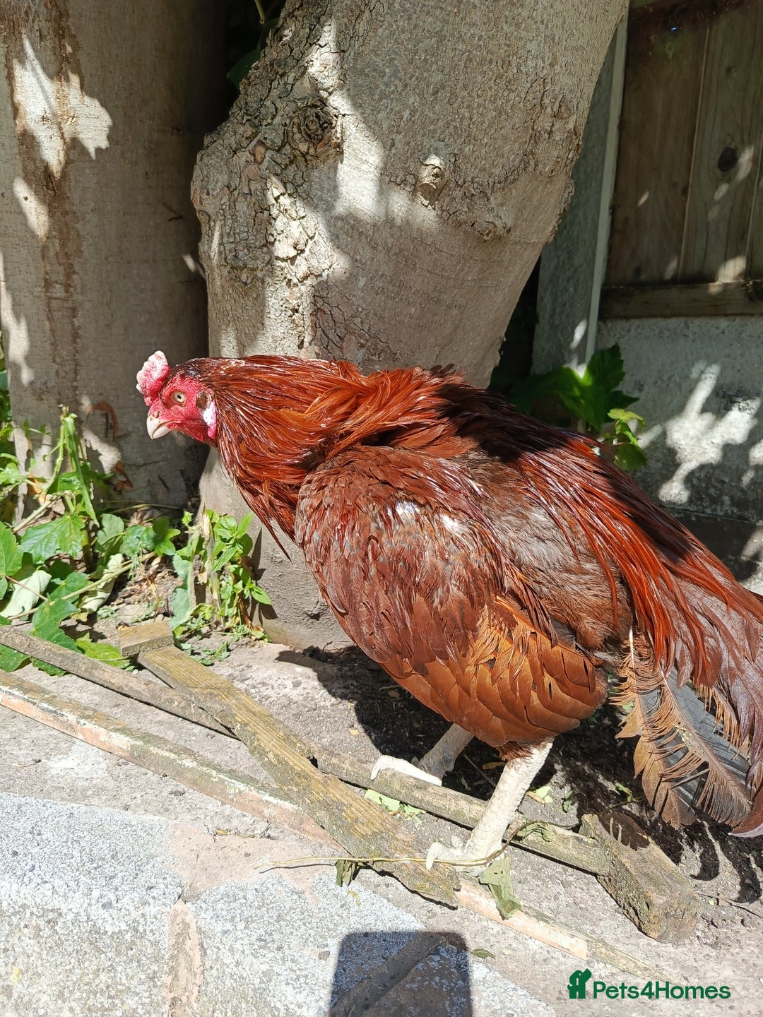 Chickens poultry for sale: Aseel Rooster - Image 1