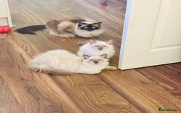 Ragdoll cats for sale: RAGDOLLS KITTENS **INC STARTER PACK & INSURANCE** - Image 7