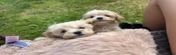 Maltipoo dogs for sale: 🌟 **Adorable Maltipoo Puppies!** 🌟  - Advert 6