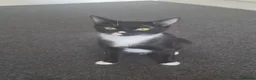 Domestic Shorthair cats for sale: Domestic shorthair tuxedo cat in Northampton - Advert 5