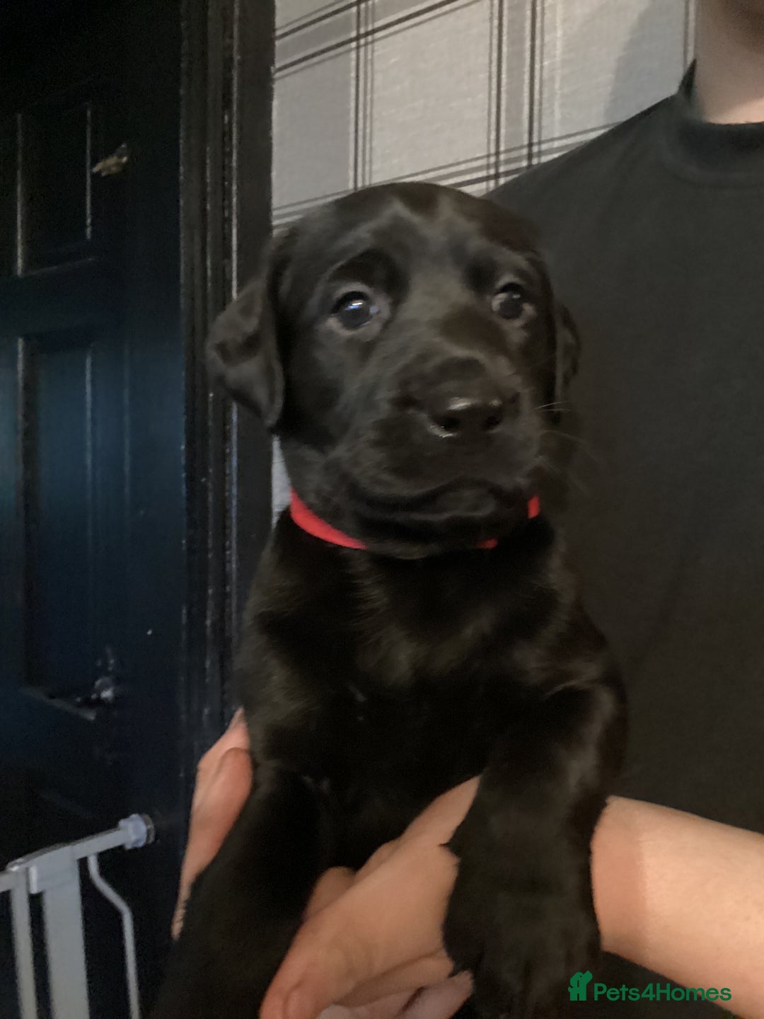 Labrador Retriever dogs for sale: LABRADOR PUPPIES  - Image 1