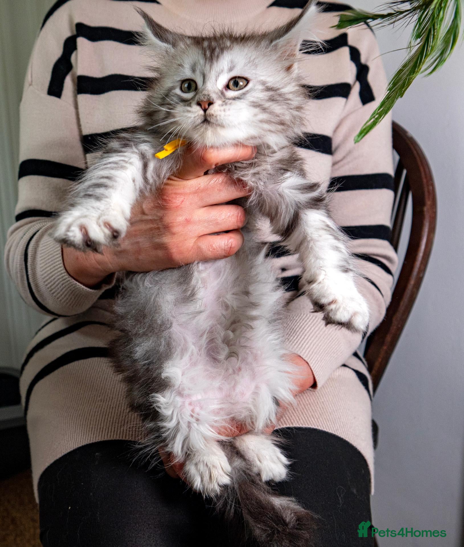 Maine Coon cats 💚Stunning XL TICA-registered Maine Coon Kittens  - Advert 2