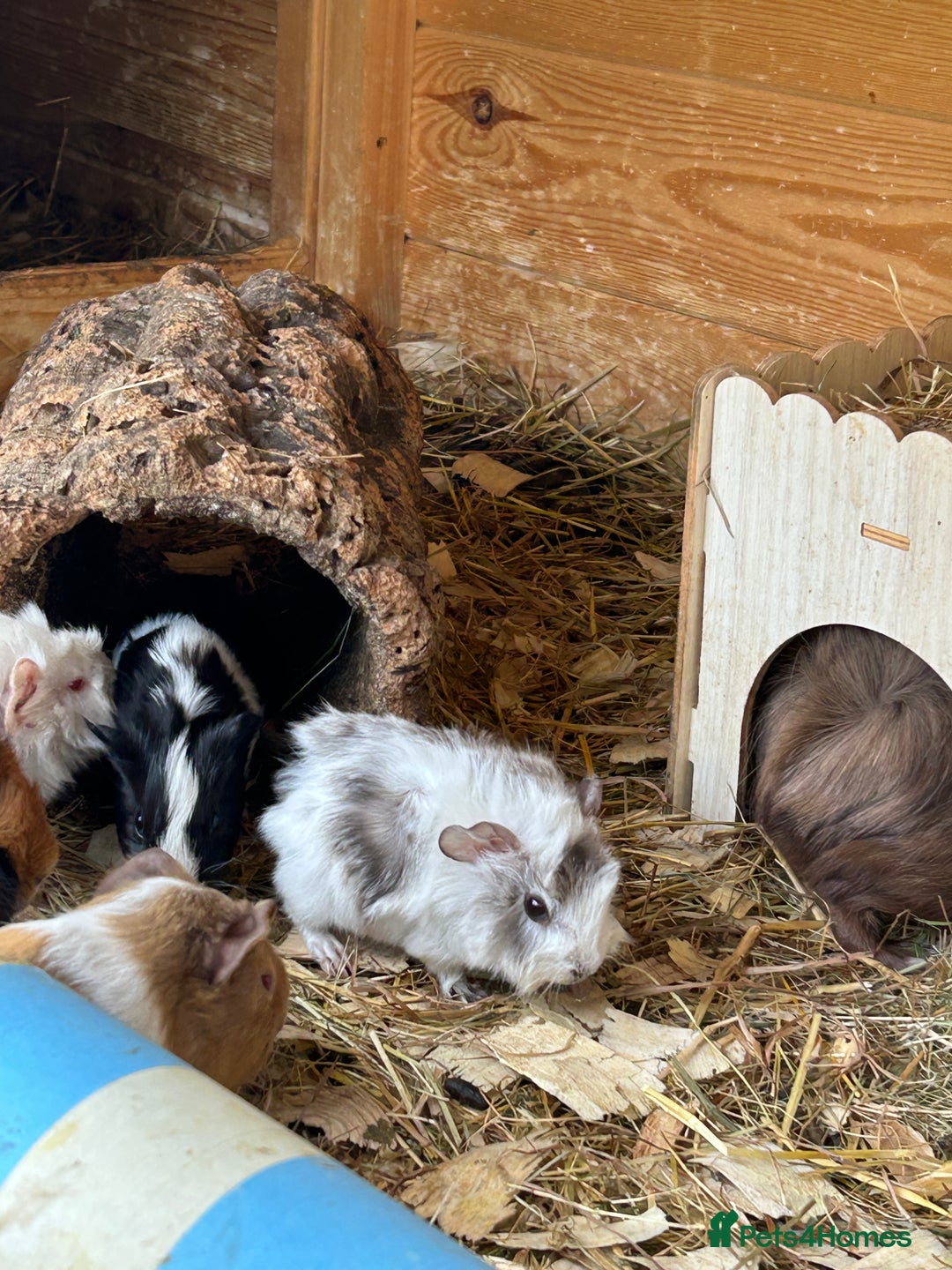 Guinea Pig rodents for sale: Baby Guinea Pigs - Image 7