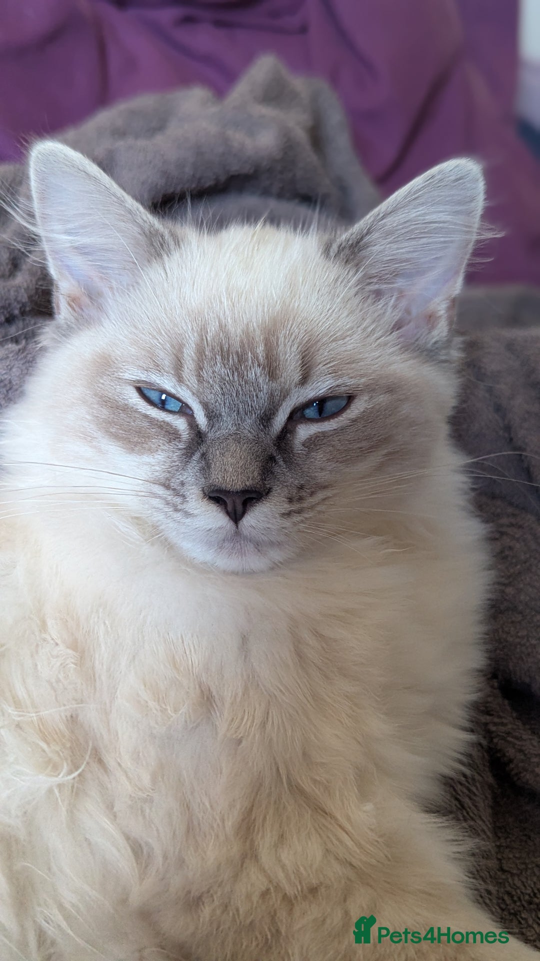 Ragdoll cats for sale: Beautiful blue lynx girlie.  - Image 2
