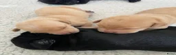 Labrador Retriever dogs for sale: 👀 Stunning puppies 60 FTCH within Parent’s  in Sleaford - Advert 4