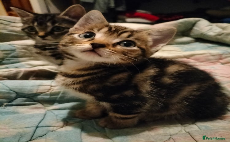 Mixed Breed cats for sale - Advert 1
