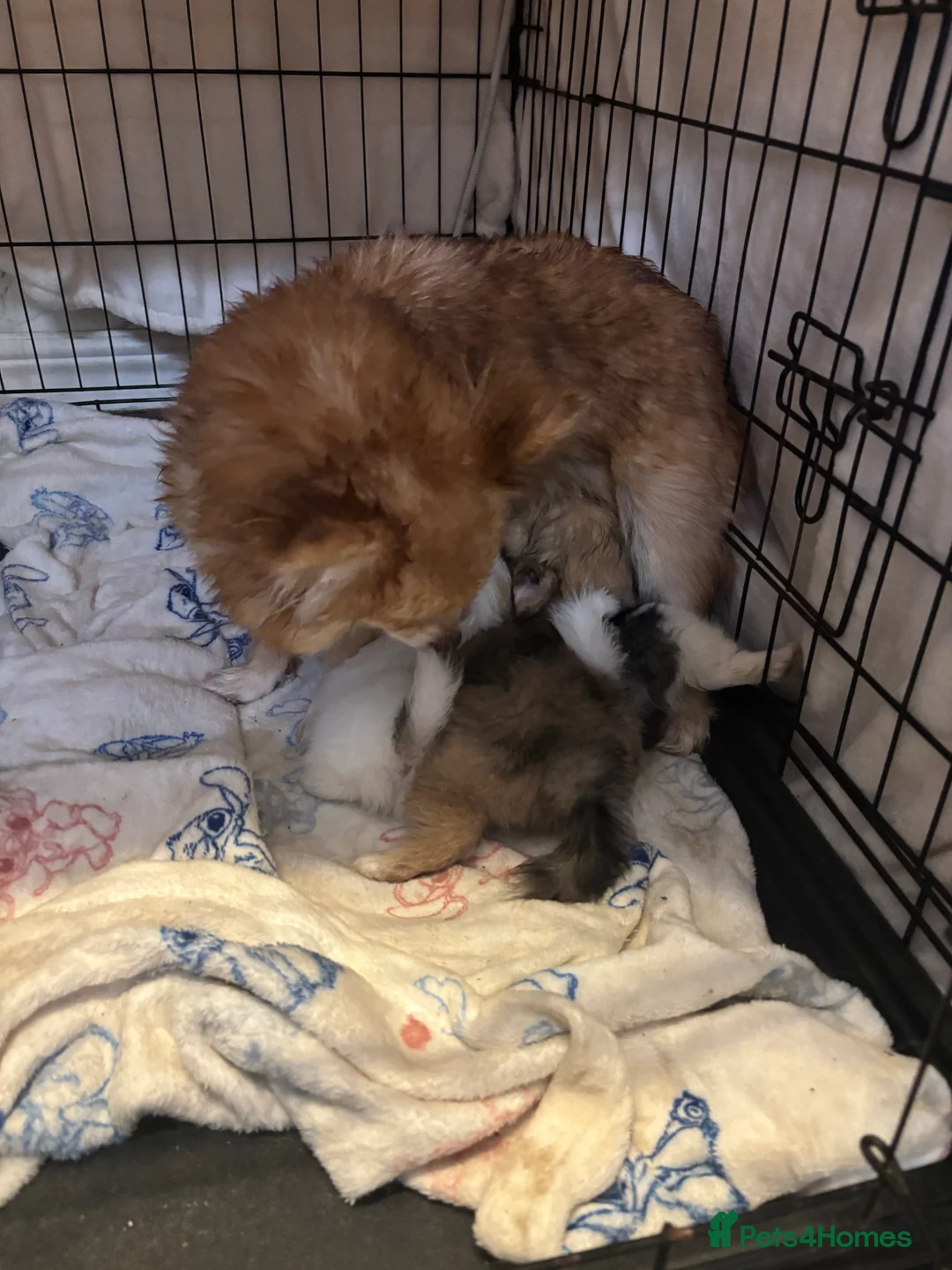 Pomchi dogs for sale: OPEN TO OFFERS READY TO LEAVE 16/02/26 - Advert 10