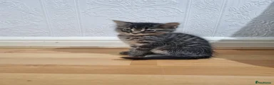 Simba