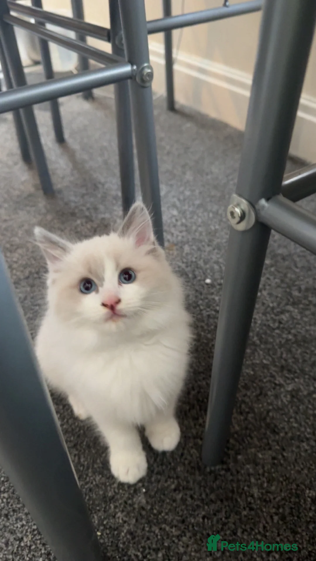 Ragdoll cats for sale: 2 Male Ragdolls Kittens  for sale  - Advert 10