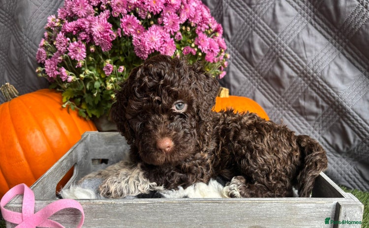 Lagotto Romagnolo dogs - Advert 1