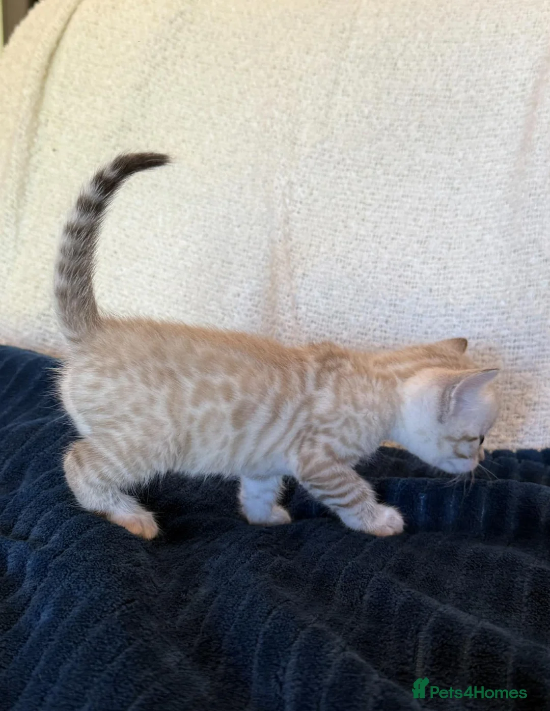 Bengal cats for stud: Proven Snow Bengal for studd in Southampton - Advert 28