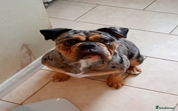 English Bulldog dogs for sale: Beautiful merle English bulldog  - Image 3