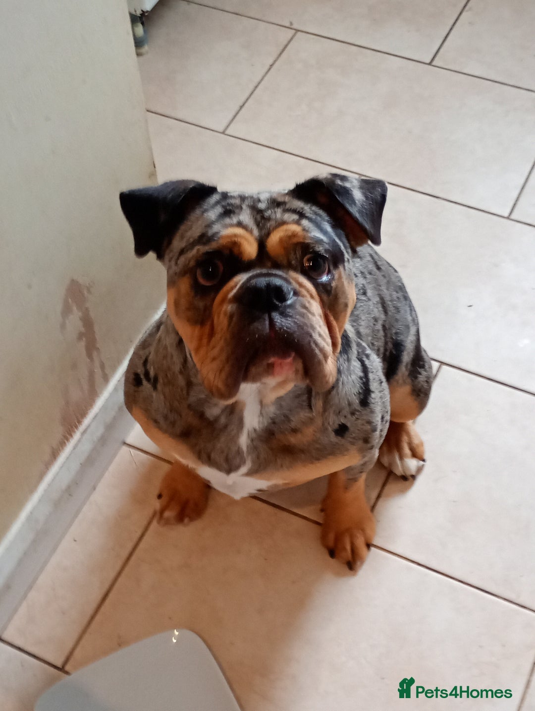 English Bulldog dogs for sale: Beautiful merle English bulldog  - Image 3