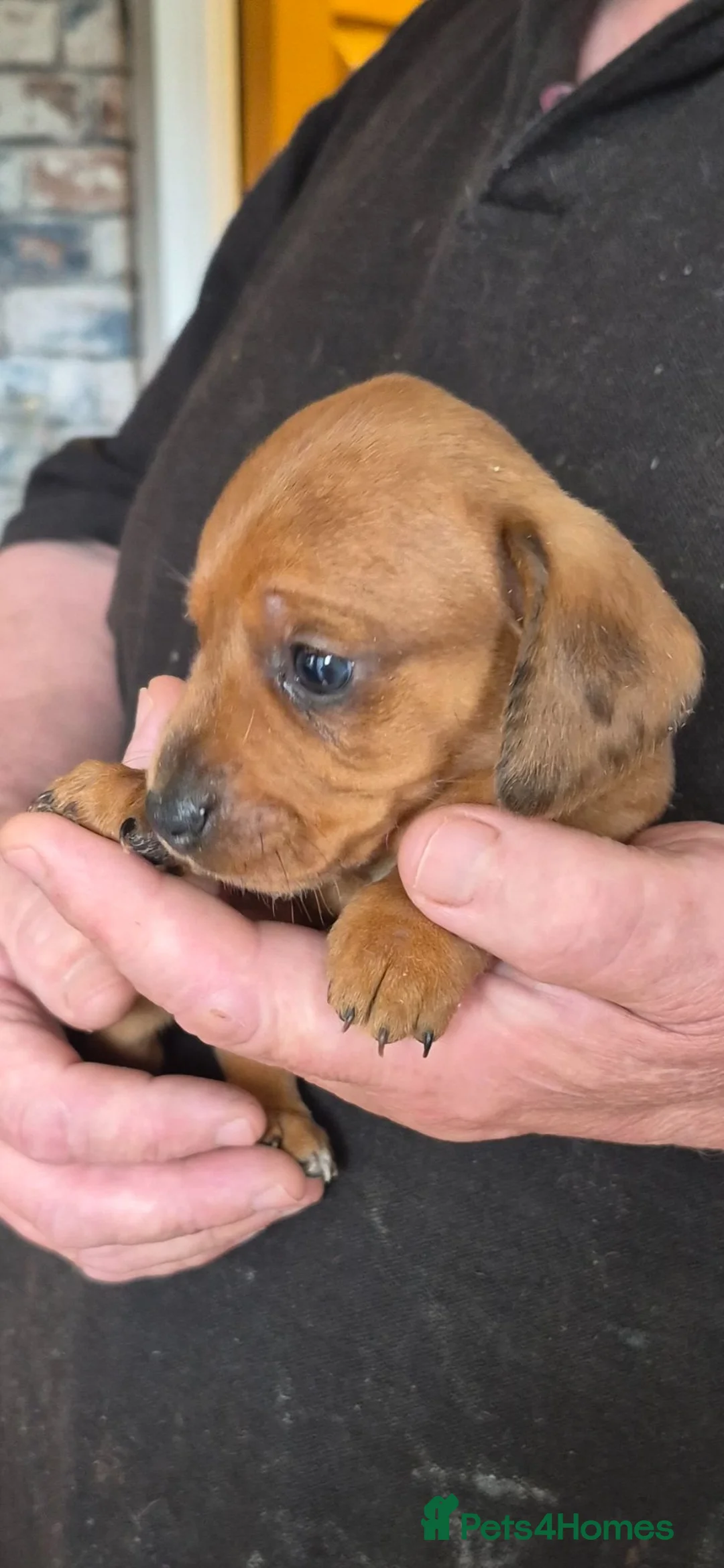 Miniature Dachshund dogs for sale: Short haired minature dachshund  - Advert 14