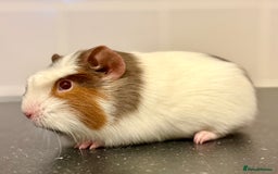 Guinea Pig rodents for sale: 2 sows 1 boar  - Image 5