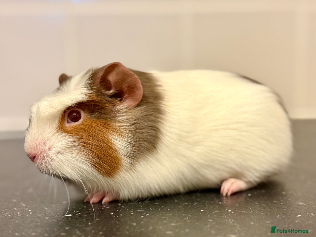 Guinea Pig rodents for sale: 2 sows 1 boar  - Image 5