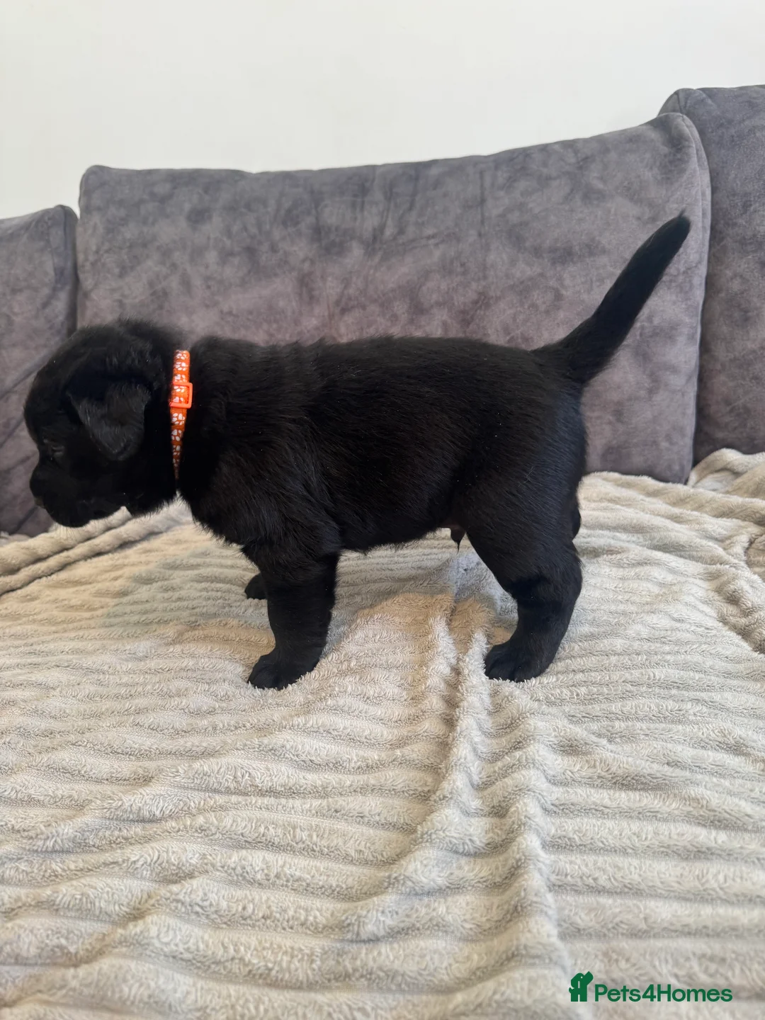 Labrador Retriever dogs for sale: KC Registered Black Chunky Labradors  - Advert 16