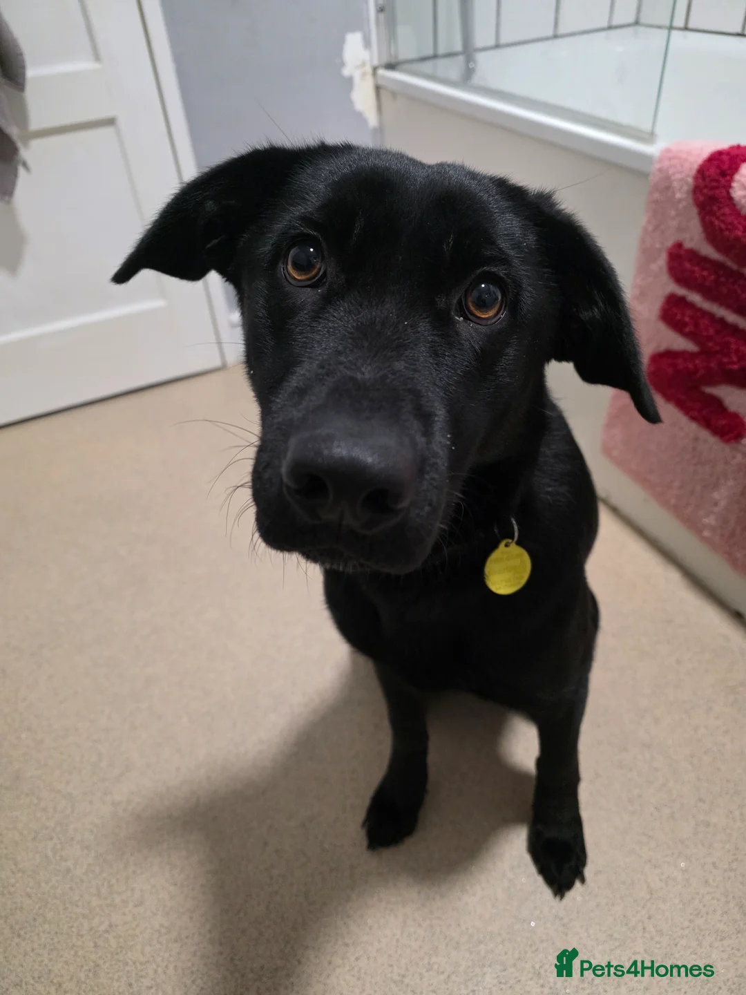 Mixed Breed dogs for sale: Raven - lab cross - Advert 2