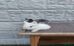 Lionhead rabbits for sale: Wonderful bunnies 07405173733  - Image 12