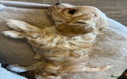 Maltipoo dogs for sale: Maltipoo Puppies  - Image 5
