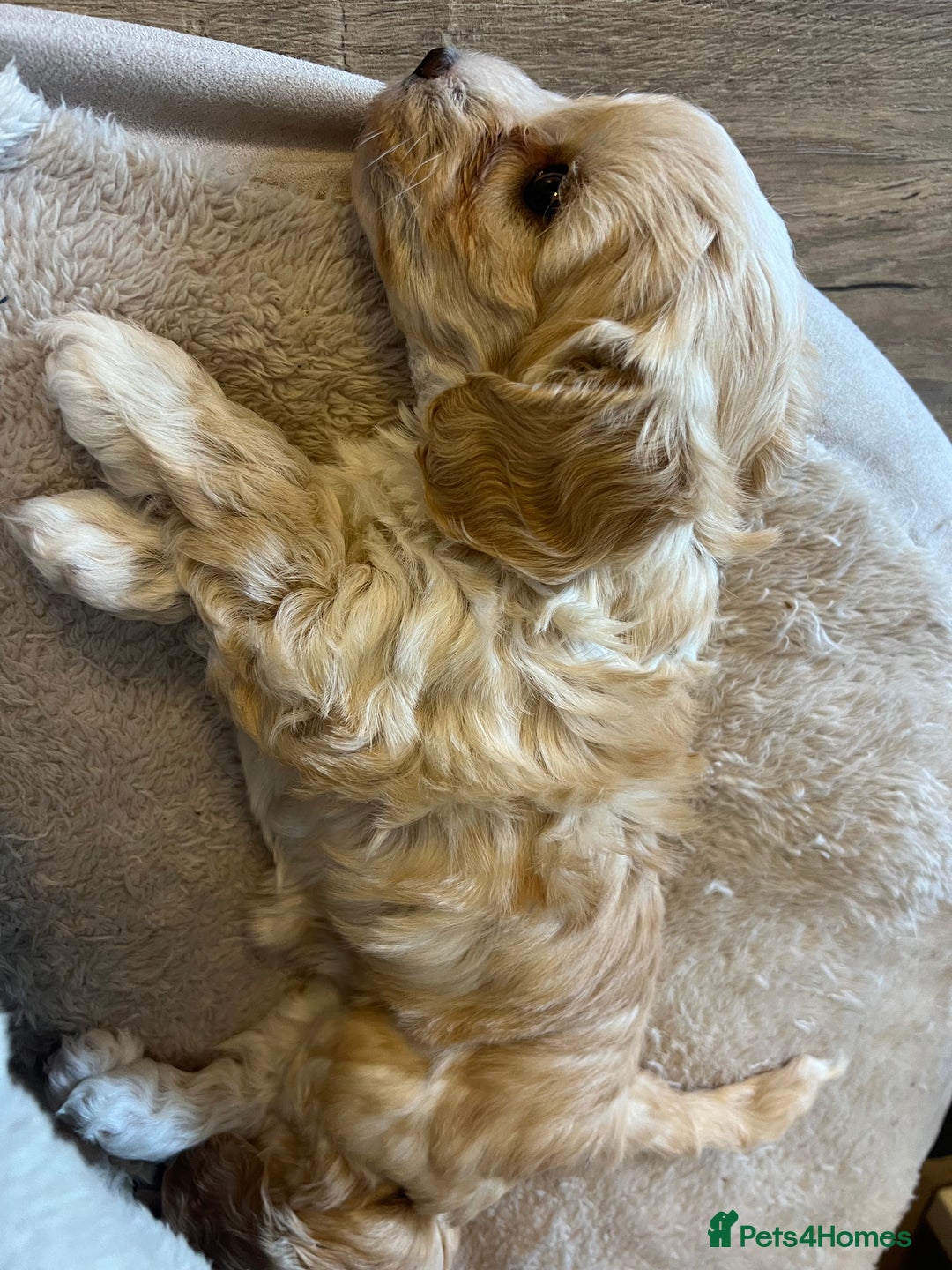 Maltipoo dogs for sale: Maltipoo Puppies  - Image 5