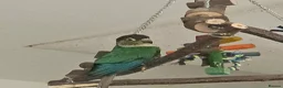Conures birds for sale: Pickle the green cheek conure  - Advert 2