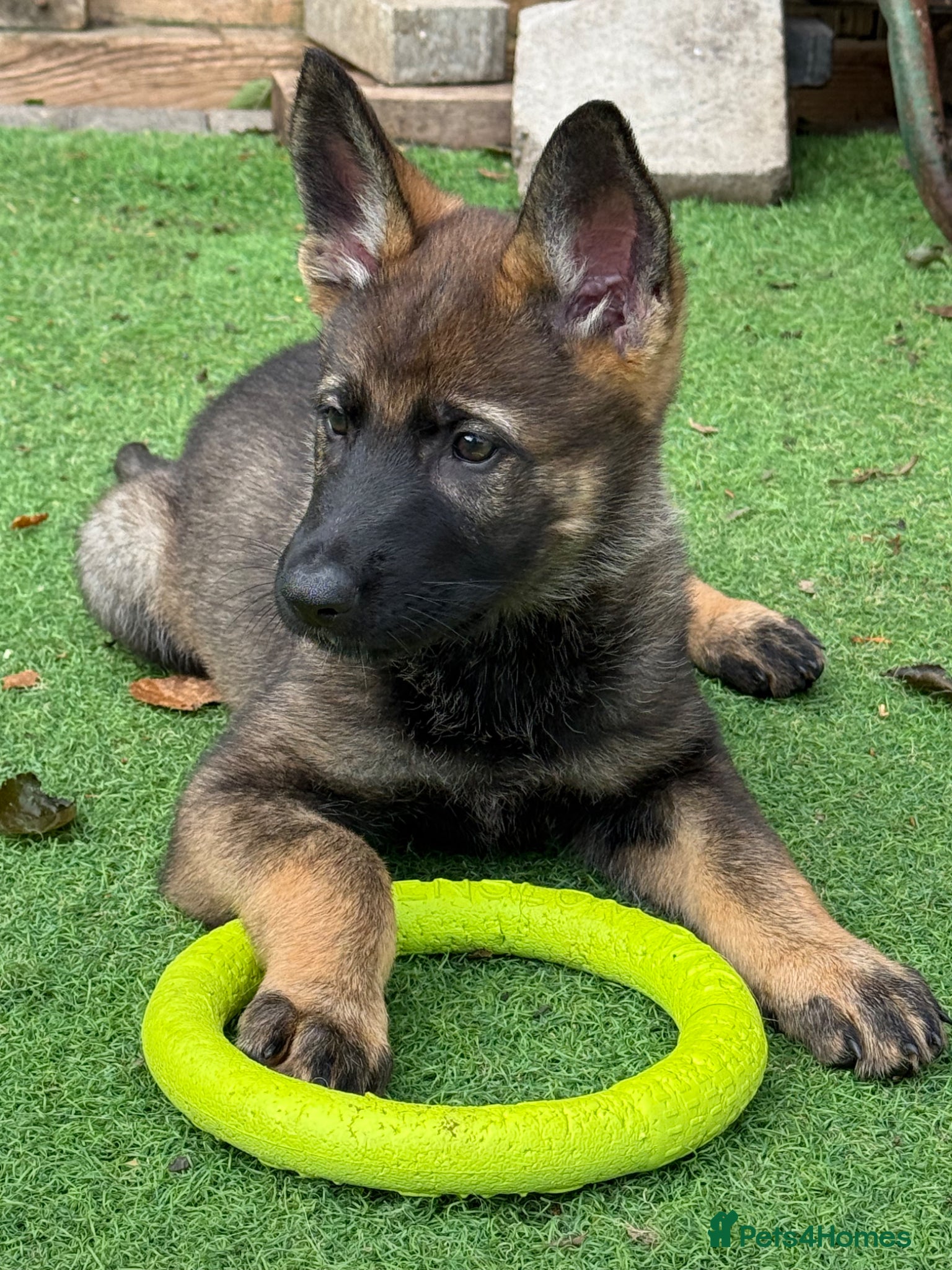 German Shepherd dogs Exceptional KC Reg Czech Working Line GSD Puppies - Advert 2