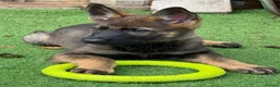 German Shepherd dogs for sale: Exceptional KC Reg Czech Working Line GSD Puppies - Advert 4