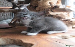 Maine Coon cats for sale: Boy 2 - Rain  - TICA Pedigree Kittens - Imported Parents - Image 4
