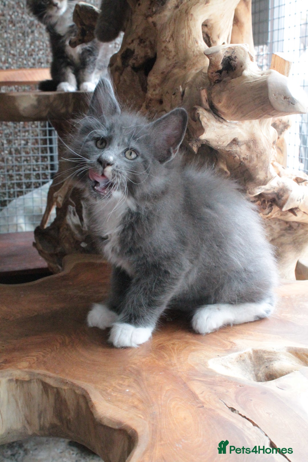 Maine Coon cats for sale: Boy 2 - Rain  - TICA Pedigree Kittens - Imported Parents - Image 4