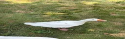 Geese poultry for sale: 2 geese for sale  in Northwich - Advert 3