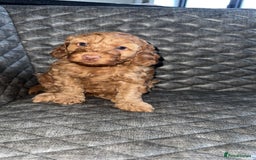 Cockapoo dogs for sale: 6 cockapoo F1 puppies seeking their forever homes - Advert 21