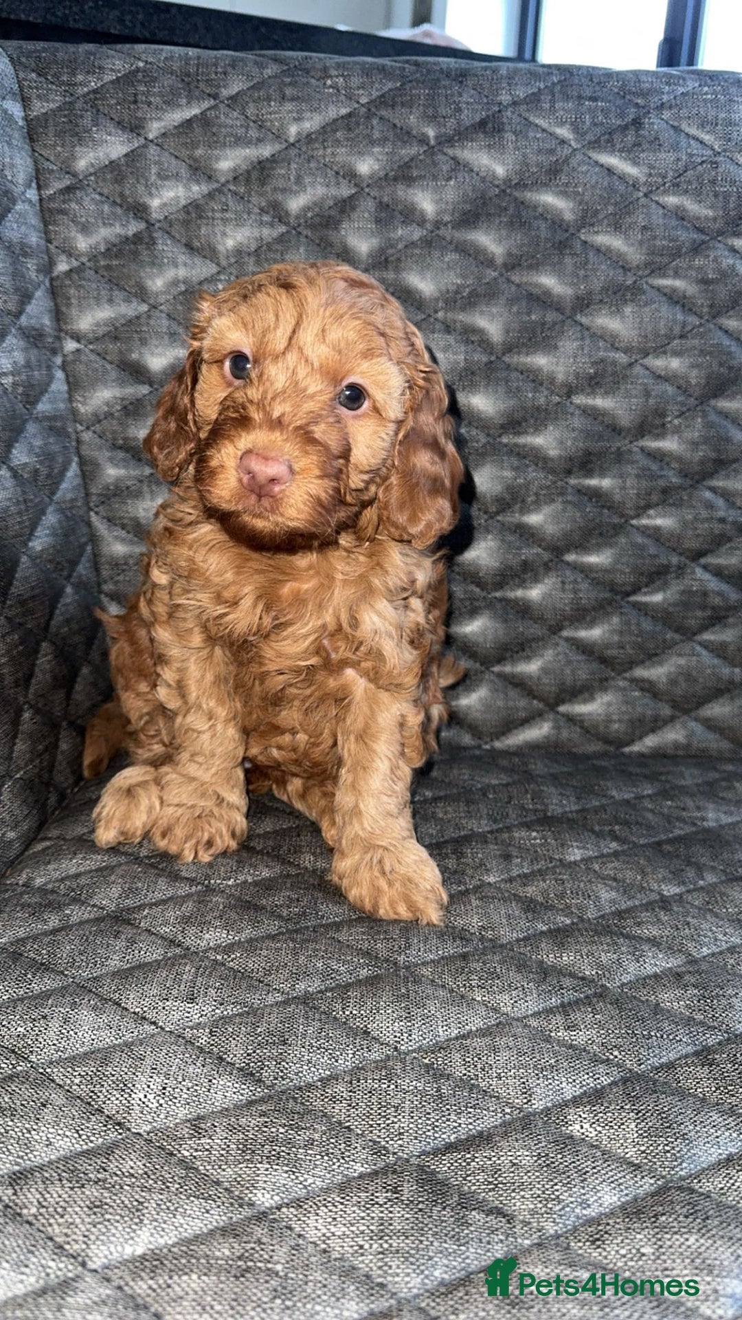 Cockapoo dogs for sale: 6 cockapoo F1 puppies seeking their forever homes - Advert 21
