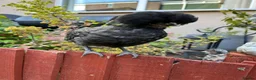 Chickens poultry for sale: 2 black polish chicks around 7 weeks old  - Advert 5