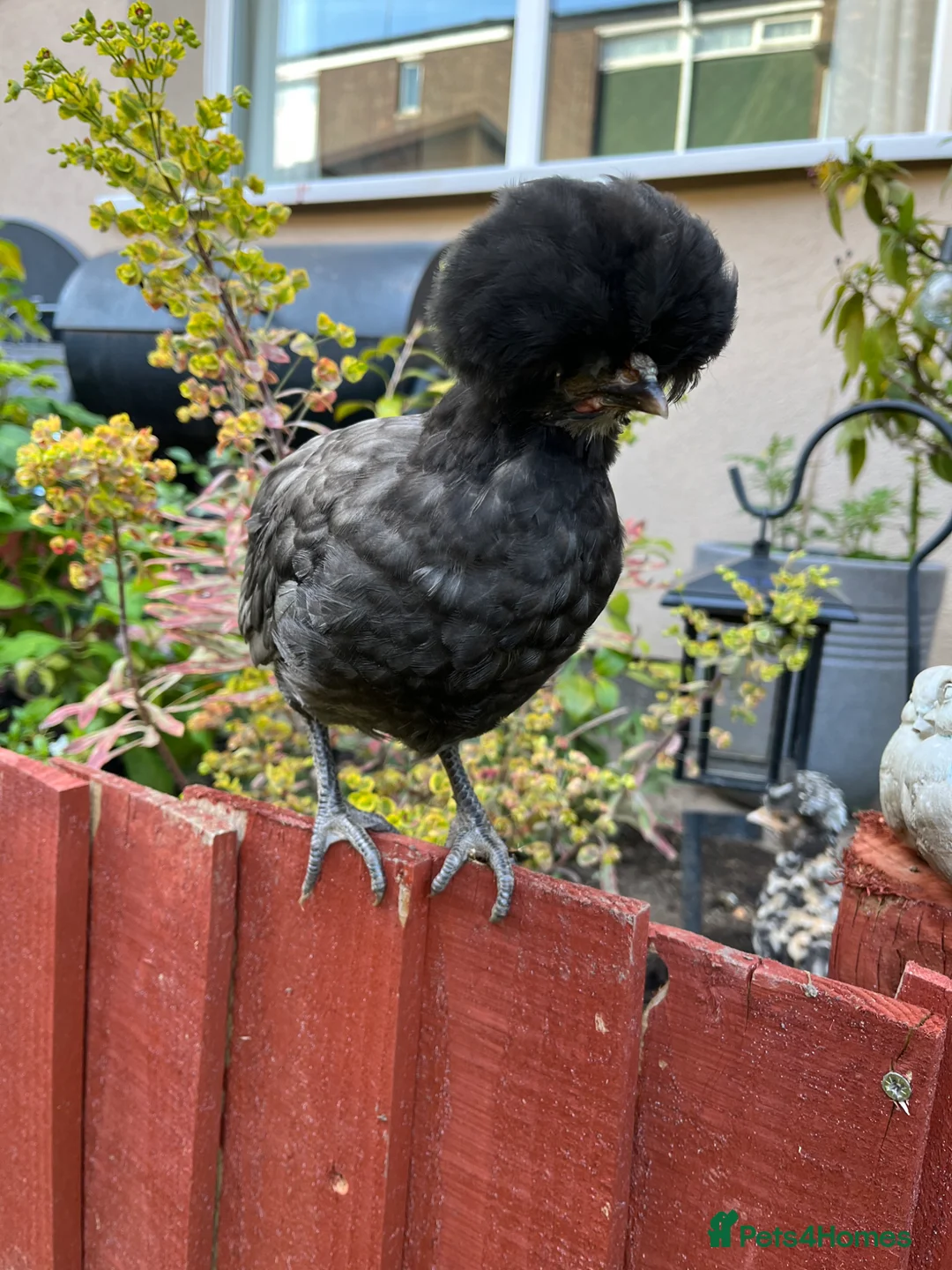 Chickens poultry for sale: 2 black polish chicks around 7 weeks old  - Advert 5
