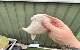 Ferret rodents for sale: Black eyed white ferrets  - Image 7