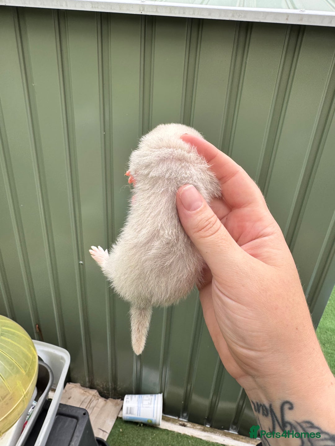 Ferret rodents for sale: Black eyed white ferrets  - Image 7