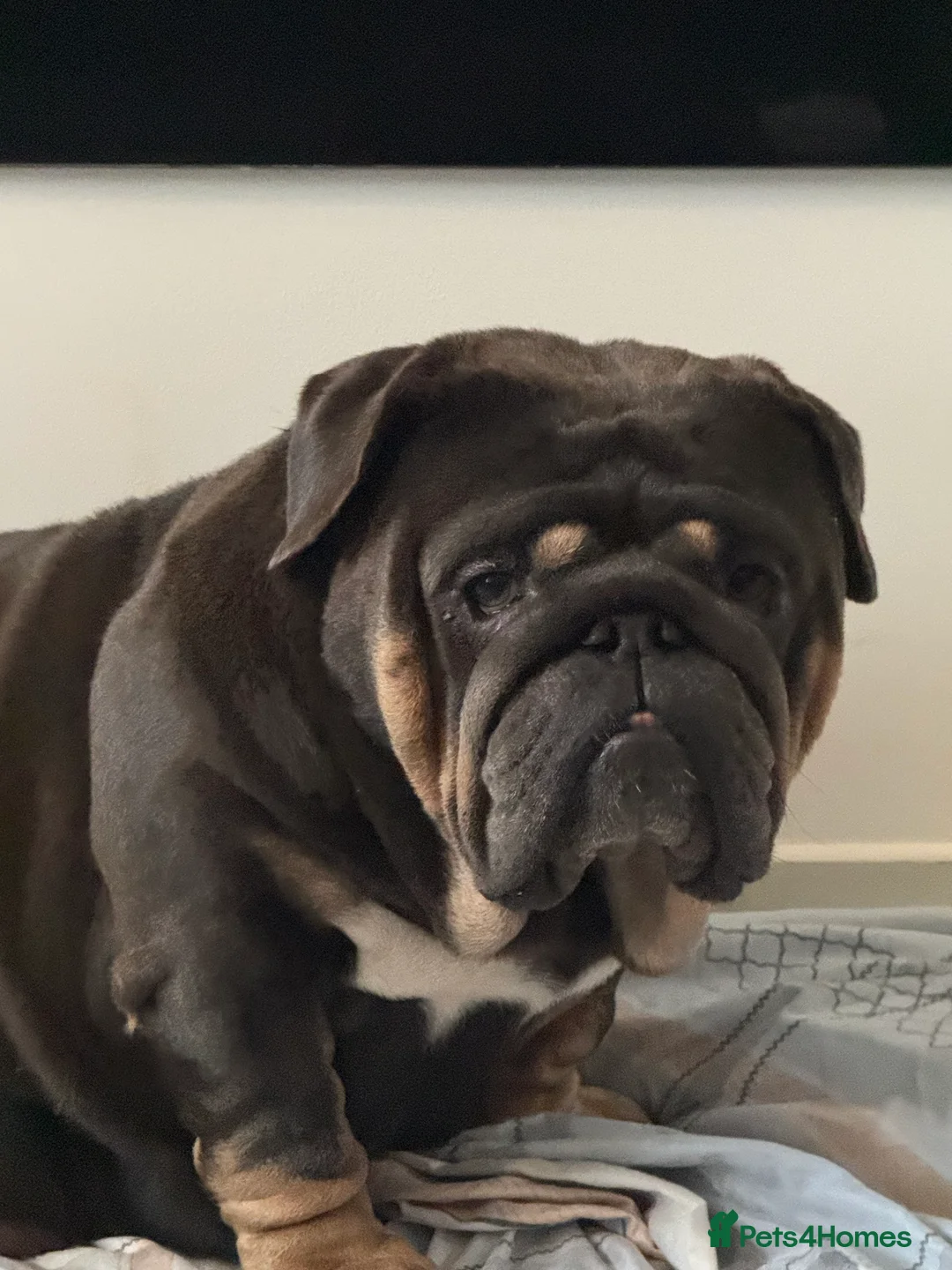 English Bulldog dogs for sale: Matthew  - Advert 1
