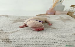 Goldador dogs for sale: A Special Litter of Goldador Puppies - Image 11
