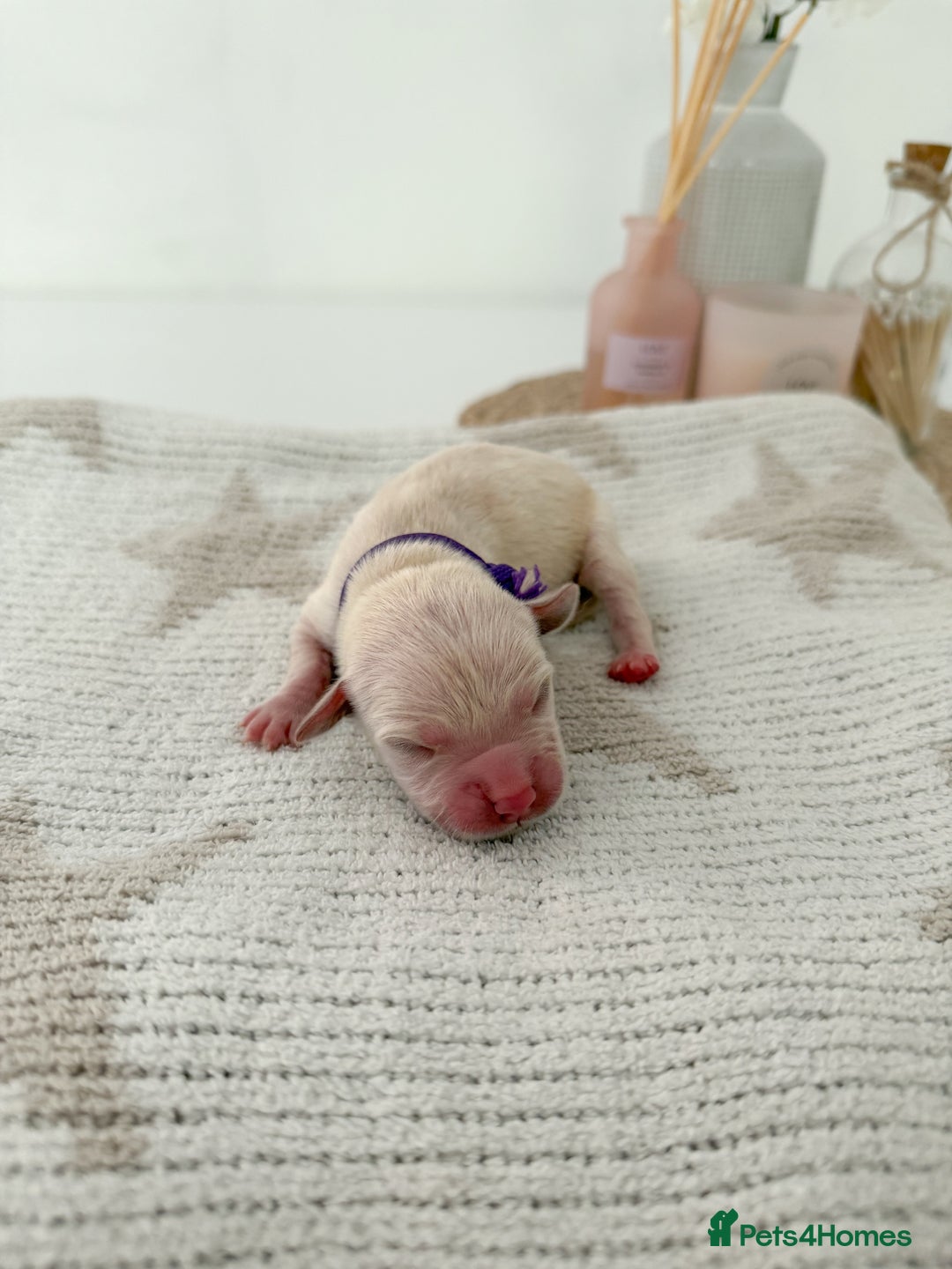 Goldador dogs for sale: A Special Litter of Goldador Puppies - Image 11