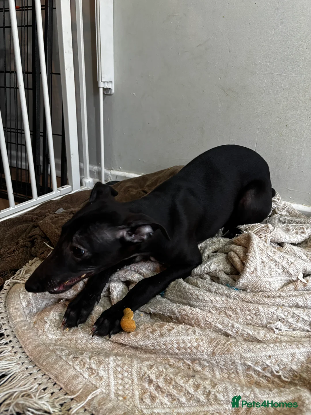 Whippet dogs for sale: KC registered whippet puppy  - Advert 12