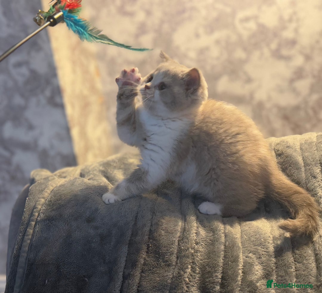 British Shorthair cats for sale: Kittens available to reserve  - Image 4