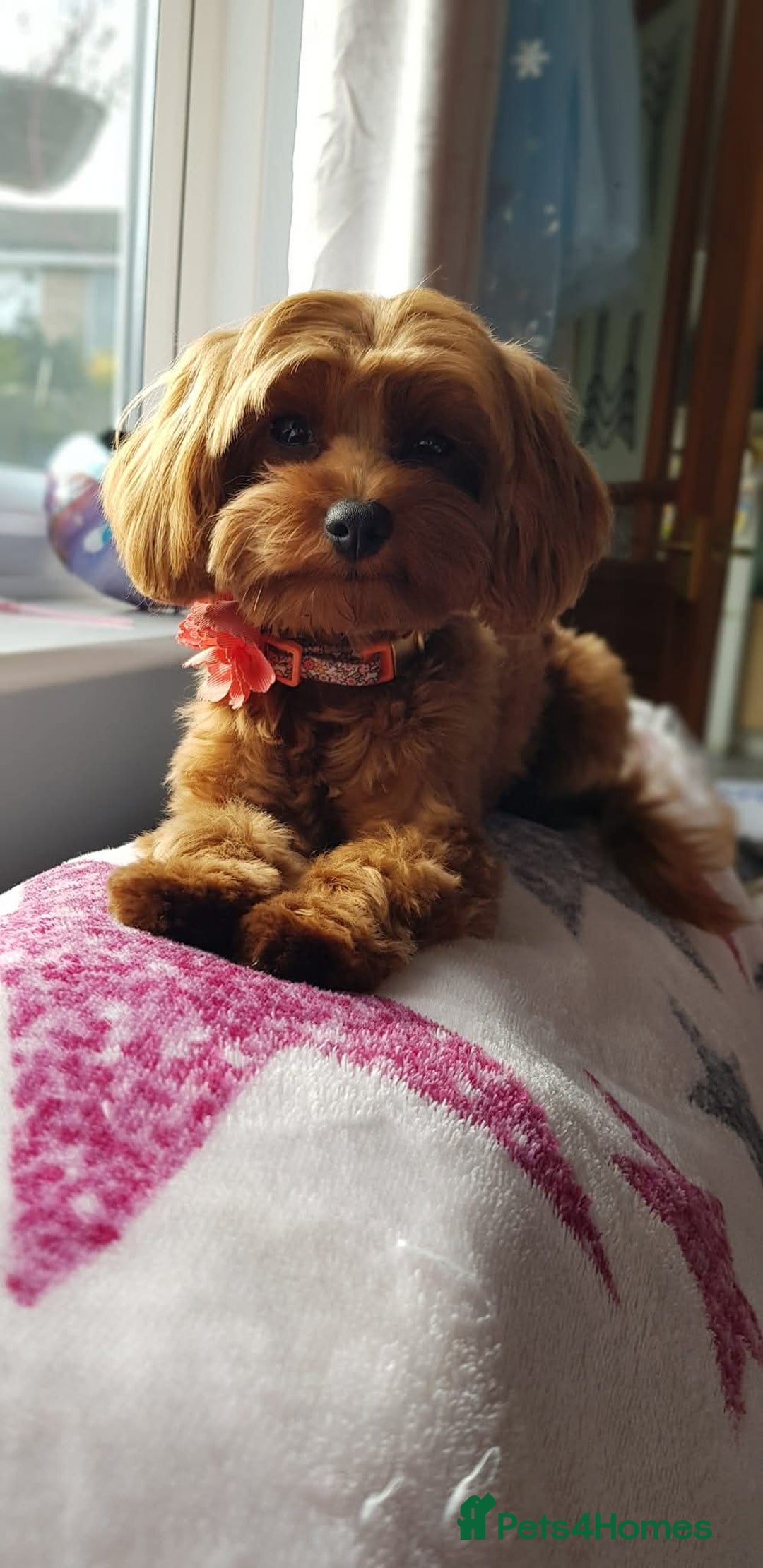 Cavapoo dogs for sale: F1b red cavapoo  - Image 11
